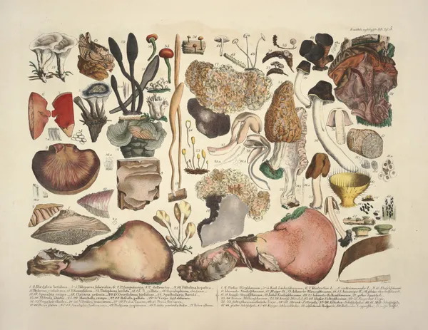 Naturgetreue Abblidungen und Beschreibungen der essbaren, schädlichen und verdächtigen Schwämme Pl.05 av Julius Vincenz von Krombholz