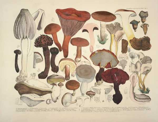 Naturgetreue Abblidungen und Beschreibungen der essbaren, schädlichen und verdächtigen Schwämme Pl.04 av Julius Vincenz von Krombholz