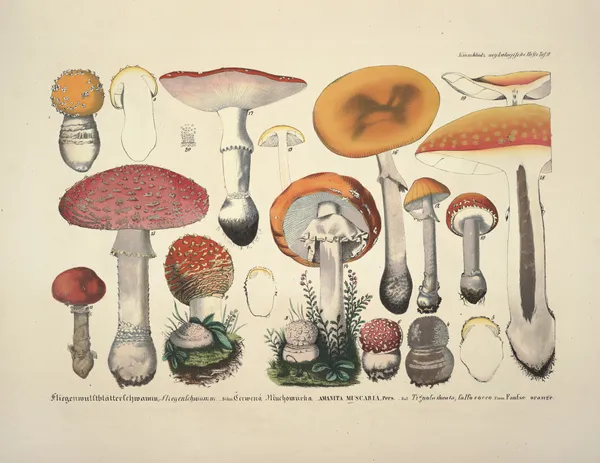 Naturgetreue Abblidungen und Beschreibungen der essbaren, schädlichen und verdächtigen Schwämme Pl.09 av Julius Vincenz von Krombholz