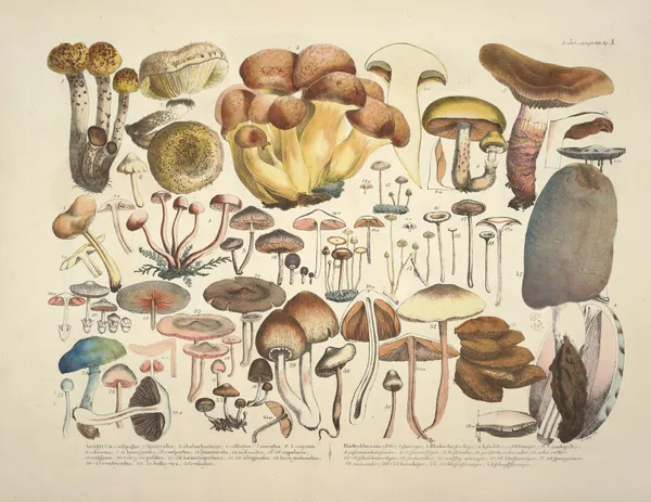 Naturgetreue Abblidungen und Beschreibungen der essbaren, schädlichen und verdächtigen Schwämme Pl.03 av Julius Vincenz von Krombholz