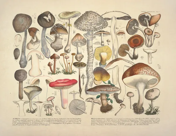 Naturgetreue Abblidungen und Beschreibungen der essbaren, schädlichen und verdächtigen Schwämme Pl.01 av Julius Vincenz von Krombholz