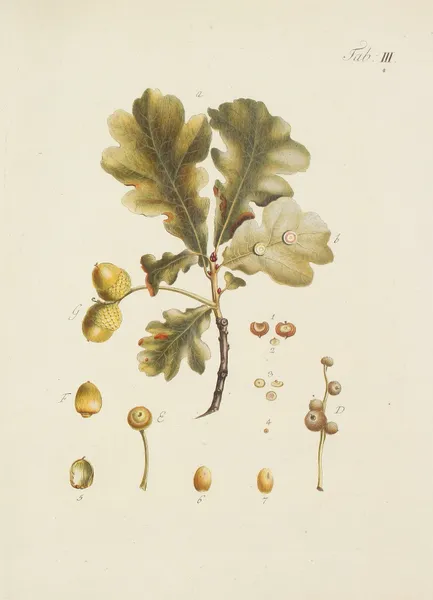 Abbildung der wilden Bäume, Stauden und Buschgewächse Pl.037 av Carl Christoph Oelhafen von Schöllenbach
