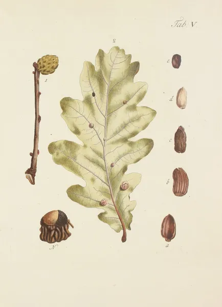 Abbildung der wilden Bäume, Stauden und Buschgewächse Pl.039 av Carl Christoph Oelhafen von Schöllenbach