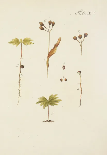 Abbildung der wilden Bäume, Stauden und Buschgewächse Pl.049 av Carl Christoph Oelhafen von Schöllenbach