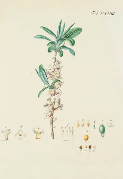 Abbildung der wilden Bäume, Stauden und Buschgewächse Pl.145 av Carl Christoph Oelhafen von Schöllenbach