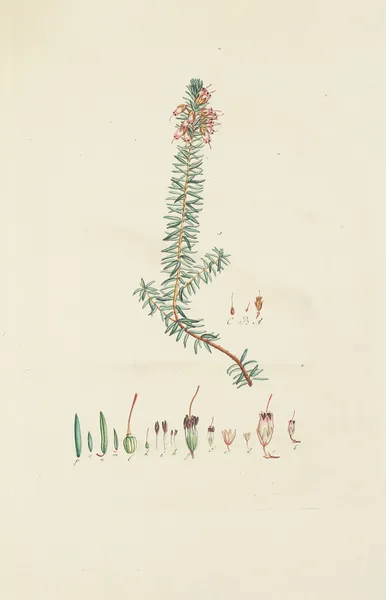Abbildung der wilden Bäume, Stauden und Buschgewächse Pl.154 av Carl Christoph Oelhafen von Schöllenbach