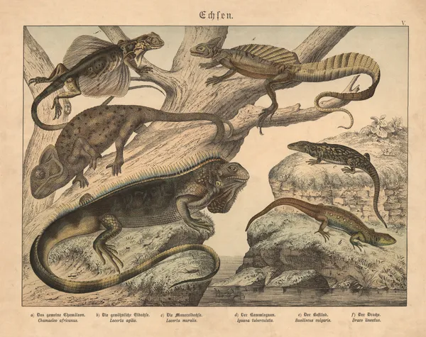 Echsen.  a) Das gemeine Chamäleon, b) Die gewöhnliche Eidechse, c) Die Mauereidechse, d) Der Kammleguan av Gotthilf Heinrich von Schubert
