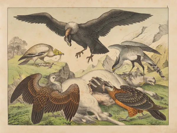Historja naturalna ptakow (Natural history of birds) Pl.01 av Gotthilf Heinrich von Schubert