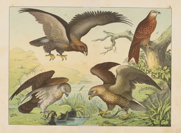 Historja naturalna ptakow (Natural history of birds) Pl.02 av Gotthilf Heinrich von Schubert