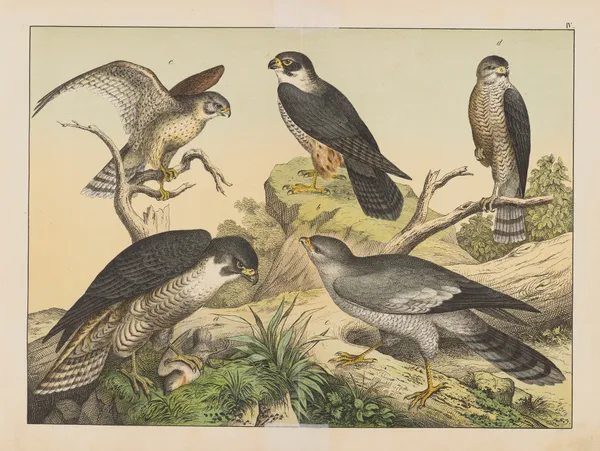 Historja naturalna ptakow (Natural history of birds) Pl.04 av Gotthilf Heinrich von Schubert