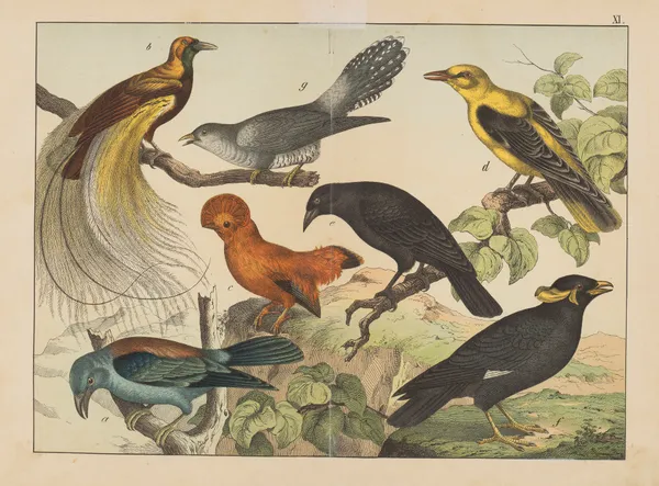 Historja naturalna ptakow (Natural history of birds) Pl.11 av Gotthilf Heinrich von Schubert
