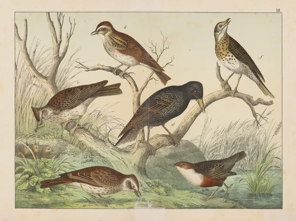 Historja naturalna ptakow (Natural history of birds) Pl.12 av Gotthilf Heinrich von Schubert