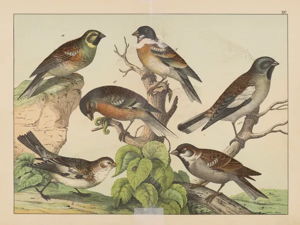 Historja naturalna ptakow (Natural history of birds) Pl.15 av Gotthilf Heinrich von Schubert