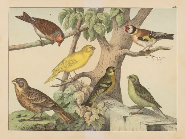Historja naturalna ptakow (Natural history of birds) Pl.16 av Gotthilf Heinrich von Schubert