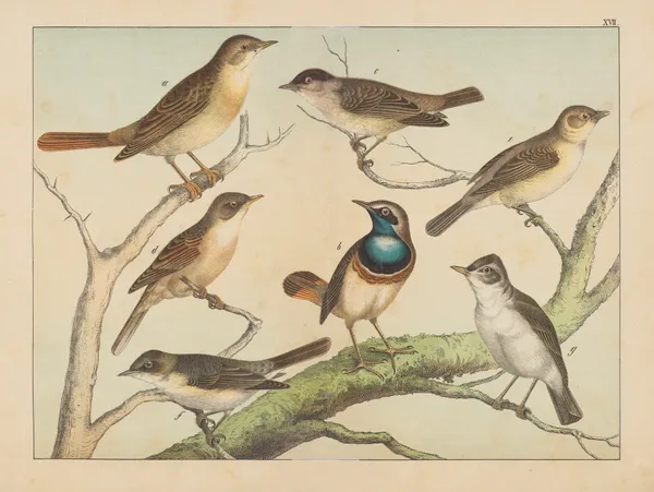 Historja naturalna ptakow (Natural history of birds) Pl.17 av Gotthilf Heinrich von Schubert