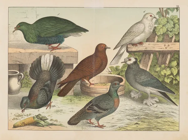 Historja naturalna ptakow (Natural history of birds) Pl.20 av Gotthilf Heinrich von Schubert