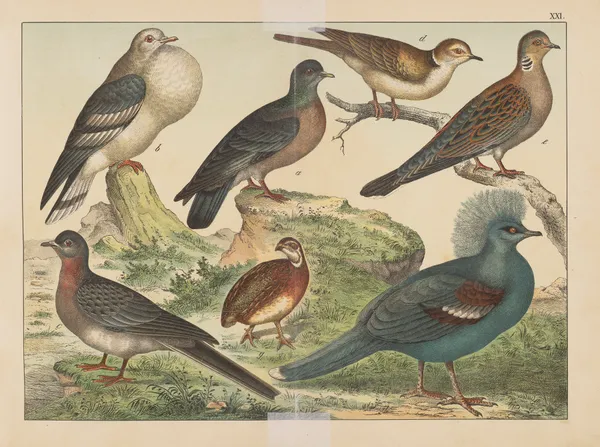 Historja naturalna ptakow (Natural history of birds) Pl.21 av Gotthilf Heinrich von Schubert