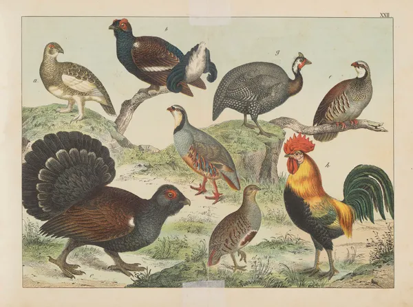Historja naturalna ptakow (Natural history of birds) Pl.22 av Gotthilf Heinrich von Schubert