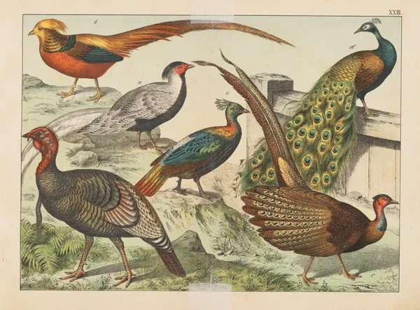 Historja naturalna ptakow (Natural history of birds) Pl.23 av Gotthilf Heinrich von Schubert