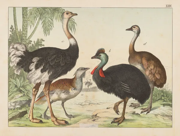 Historja naturalna ptakow (Natural history of birds) Pl.24 av Gotthilf Heinrich von Schubert