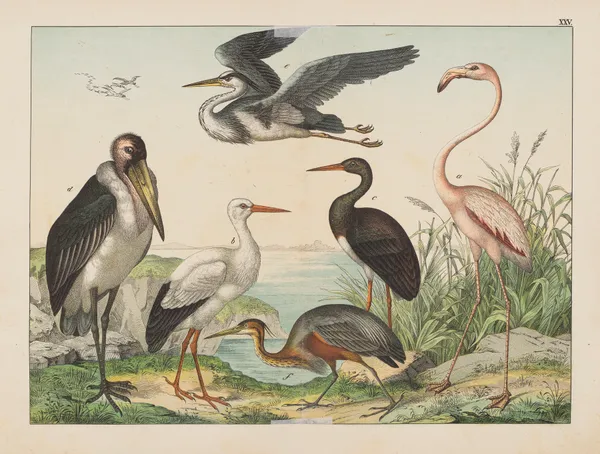 Historja naturalna ptakow (Natural history of birds) Pl.25 av Gotthilf Heinrich von Schubert