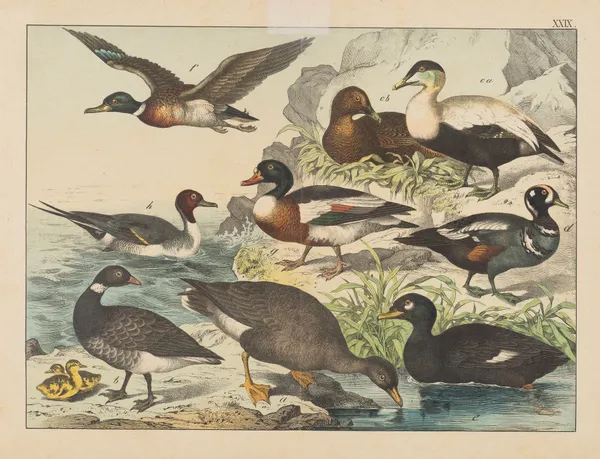 Historja naturalna ptakow (Natural history of birds) Pl.29 av Gotthilf Heinrich von Schubert
