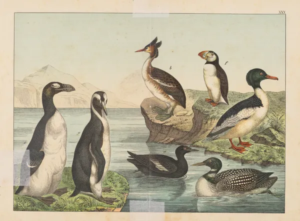 Historja naturalna ptakow (Natural history of birds) Pl.30 av Gotthilf Heinrich von Schubert