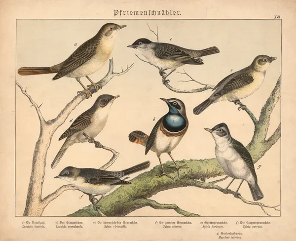 Pfriemenschnäbler. av Gotthilf Heinrich von Schubert
