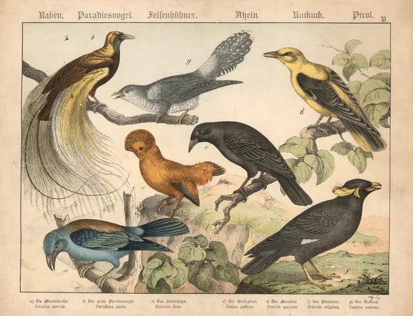 Raben, Paradiesvogel, Felsenhühner, Asseln, Kurkurk, Pirol av Gotthilf Heinrich von Schubert
