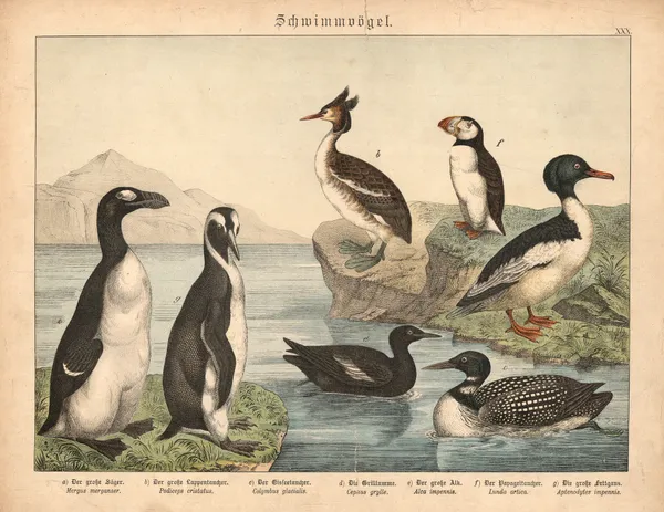 Schwimmvögel av Gotthilf Heinrich von Schubert