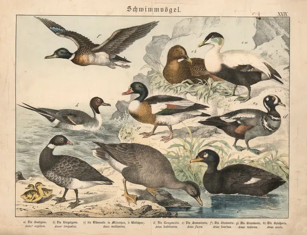 Schwimmvögel av Gotthilf Heinrich von Schubert