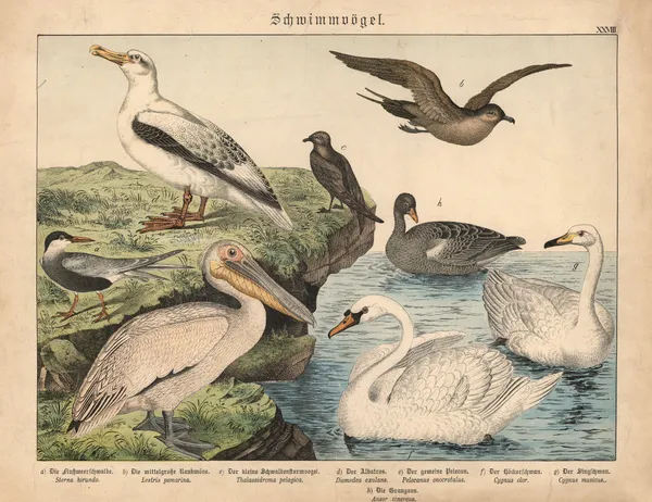 Schwimmvögel av Gotthilf Heinrich von Schubert