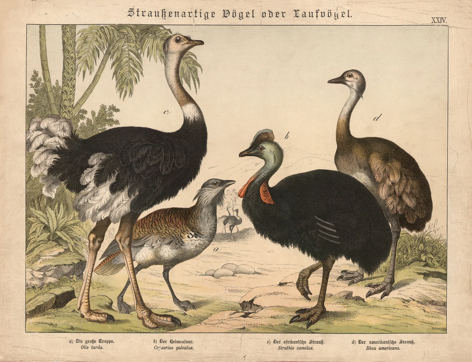 Straussenartige Vögel oder Laufvögel av Gotthilf Heinrich von Schubert