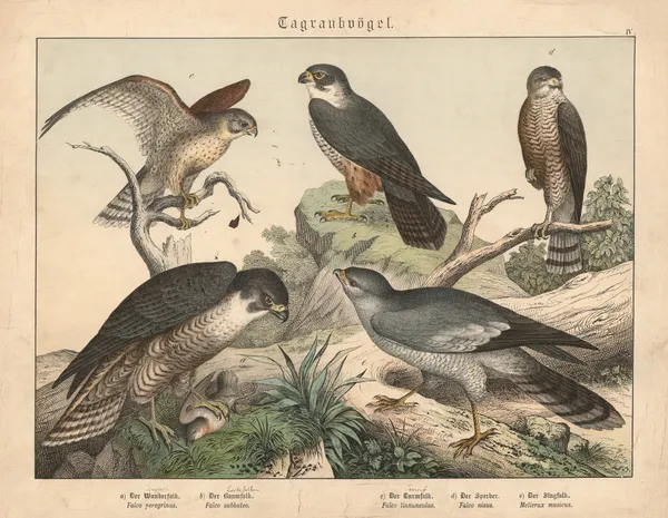 Tagraubvögel. a) Der Wanderfalk, b) Der Baumfalk, c) Der H Turmfalk, d) Der Sperber, e) Der Singfalk av Gotthilf Heinrich von Schubert