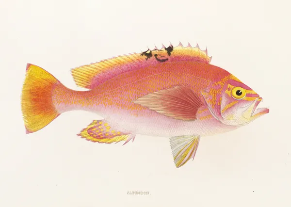 Fauna japonica Pl.043 av Philipp Franz Balthasar von Siebold