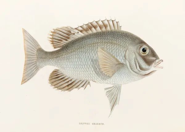 Fauna japonica Pl.049 av Philipp Franz Balthasar von Siebold