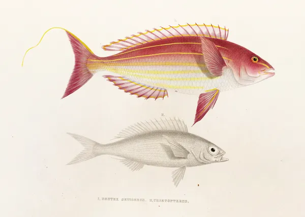 Fauna japonica Pl.050 av Philipp Franz Balthasar von Siebold