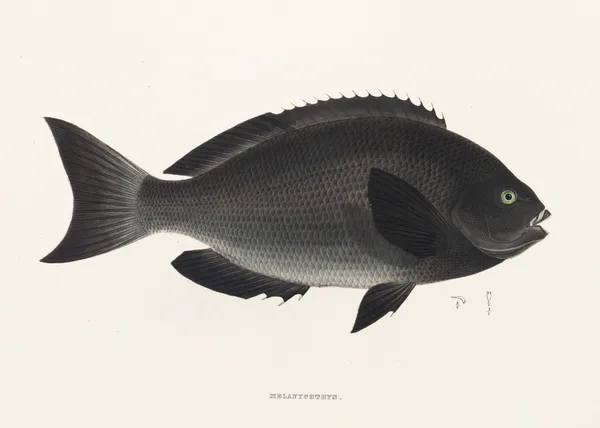 Fauna japonica Pl.052 av Philipp Franz Balthasar von Siebold