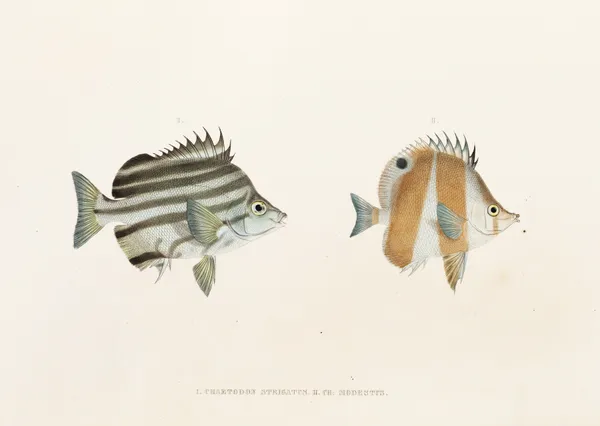 Fauna japonica Pl.054 av Philipp Franz Balthasar von Siebold
