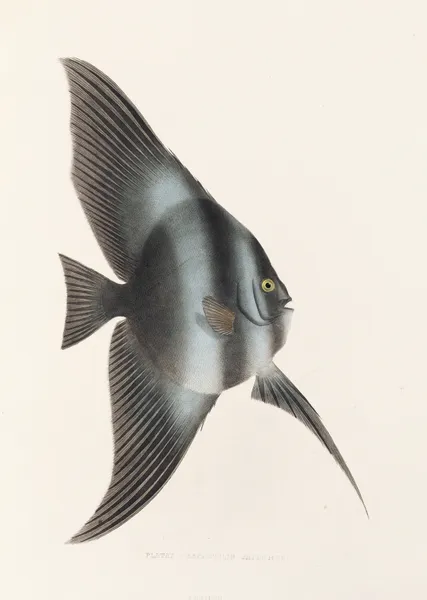 Fauna japonica Pl.056 av Philipp Franz Balthasar von Siebold