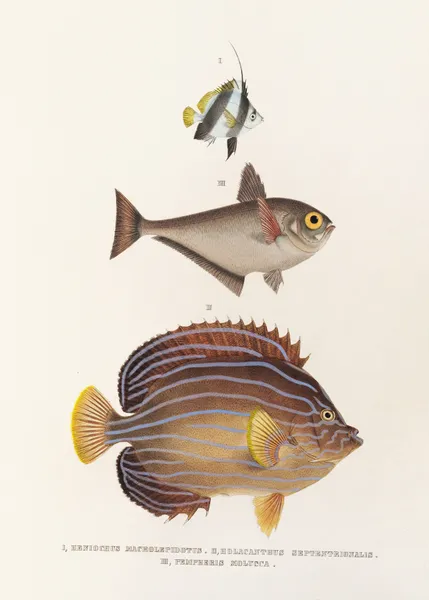 Fauna japonica Pl.057 av Philipp Franz Balthasar von Siebold