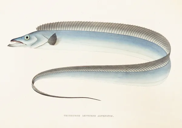Fauna japonica Pl.067 av Philipp Franz Balthasar von Siebold