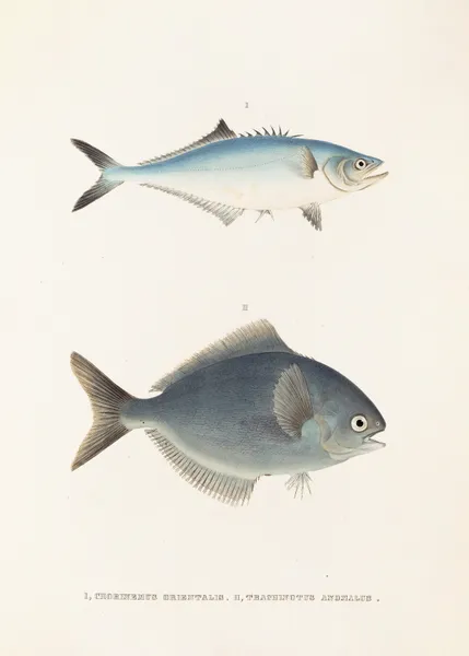 Fauna japonica Pl.070 av Philipp Franz Balthasar von Siebold