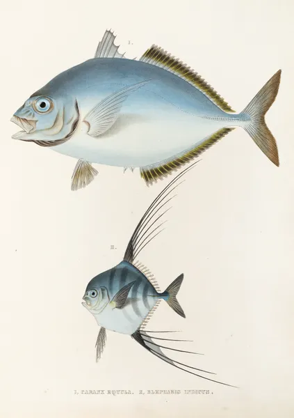 Fauna japonica Pl.073 av Philipp Franz Balthasar von Siebold