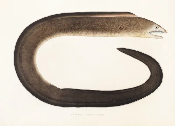 Fauna japonica Pl.135 av Philipp Franz Balthasar von Siebold