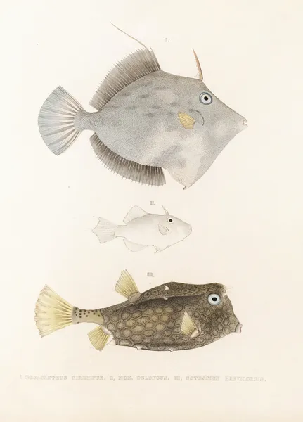 Fauna japonica Pl.147 av Philipp Franz Balthasar von Siebold