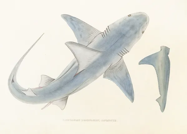 Fauna japonica Pl.150 av Philipp Franz Balthasar von Siebold