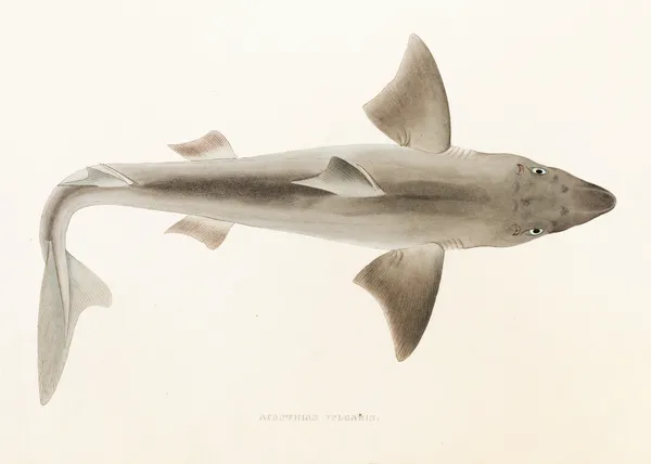 Fauna japonica Pl.152 av Philipp Franz Balthasar von Siebold