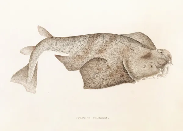 Fauna japonica Pl.153 av Philipp Franz Balthasar von Siebold