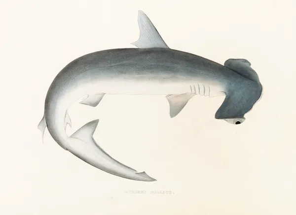 Fauna japonica Pl.155 av Philipp Franz Balthasar von Siebold